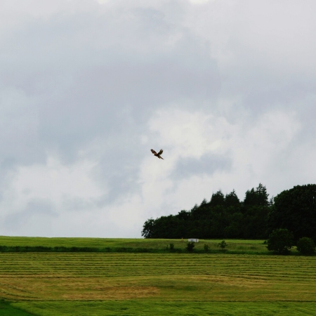 08 Engelrod ruetteln Falke 1 DSC07482.jpg